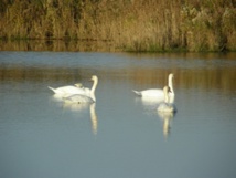 Les marais