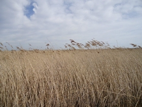 Les marais